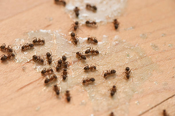 Best Pest Removal Services  in Flora, IN